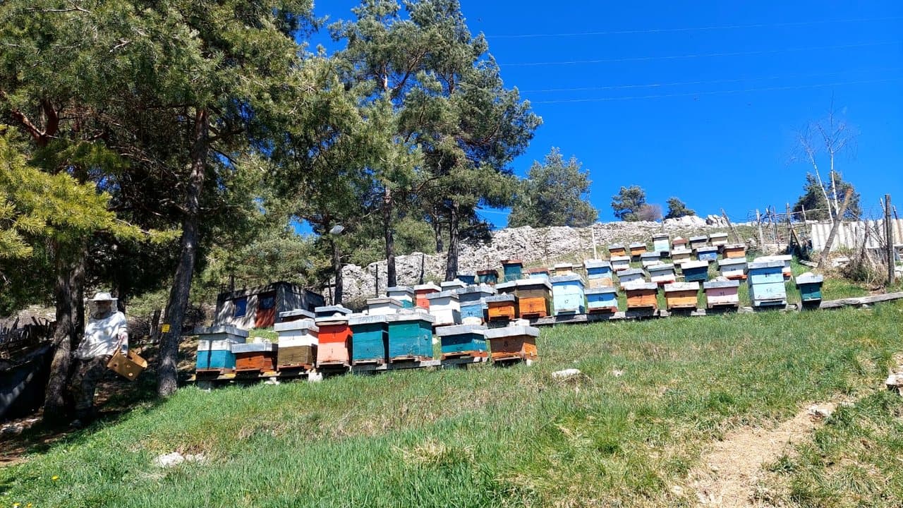 Šarene košnice na kršu, Gacko