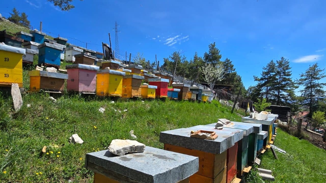 Red košnica na padini, Gacko