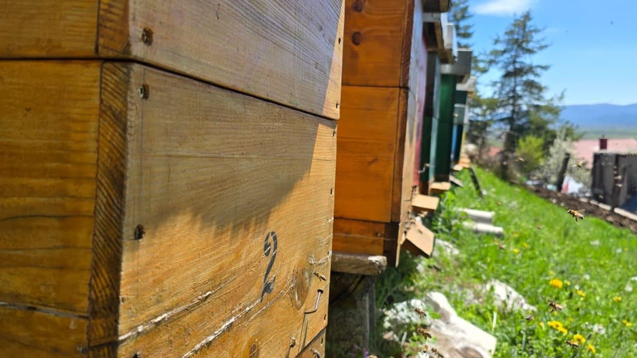 Apiary in Gacko 6