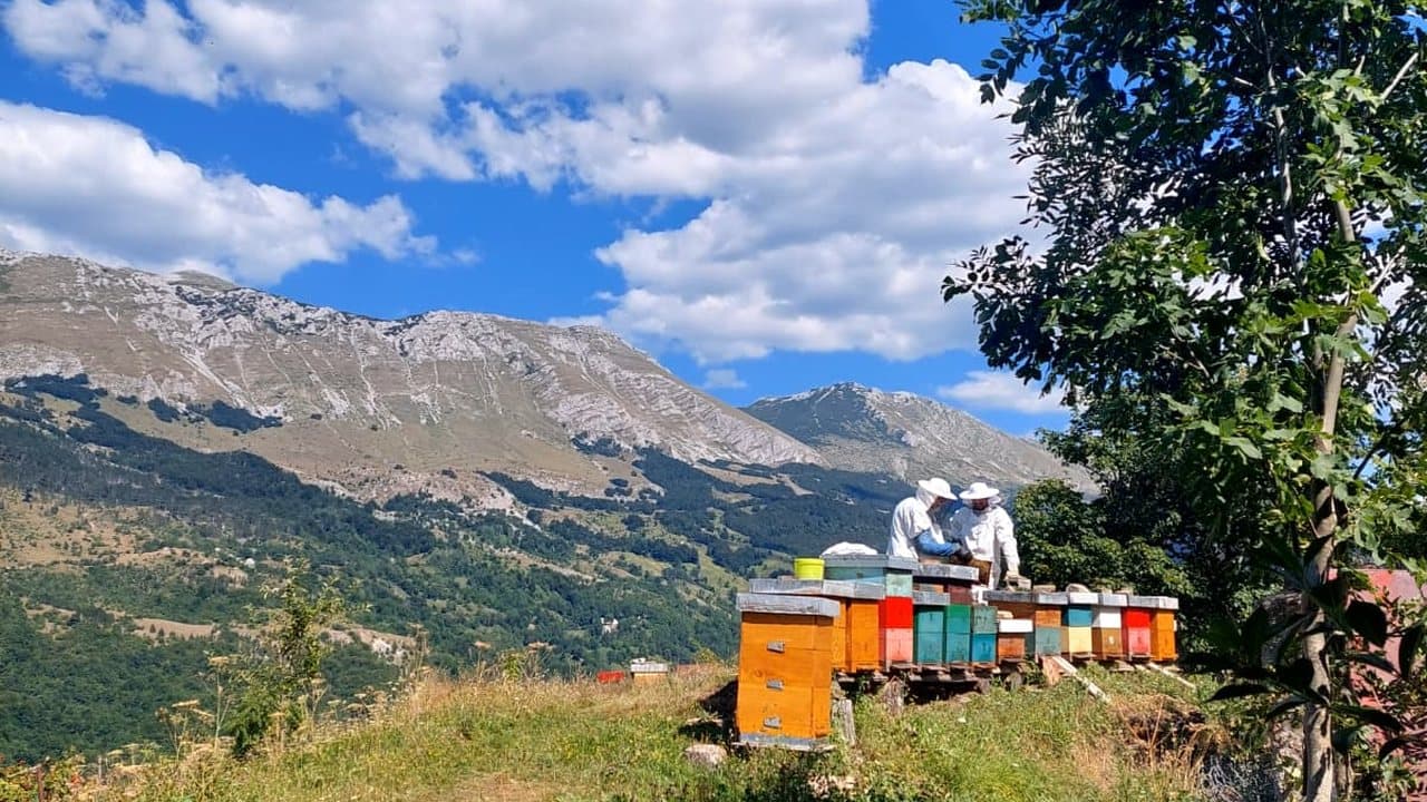 Pčelinjak u Izgori 11