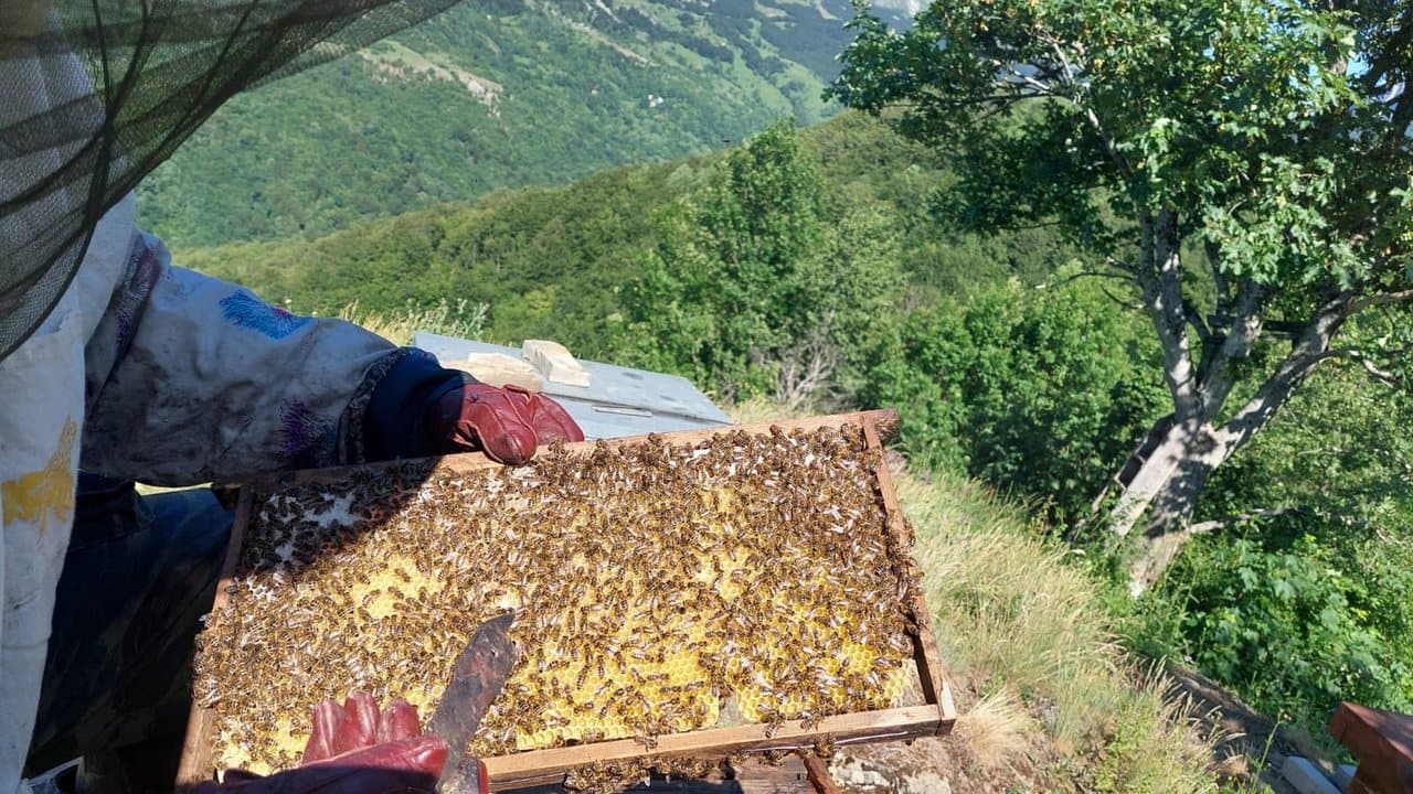 Pčelinjak u Izgori 14