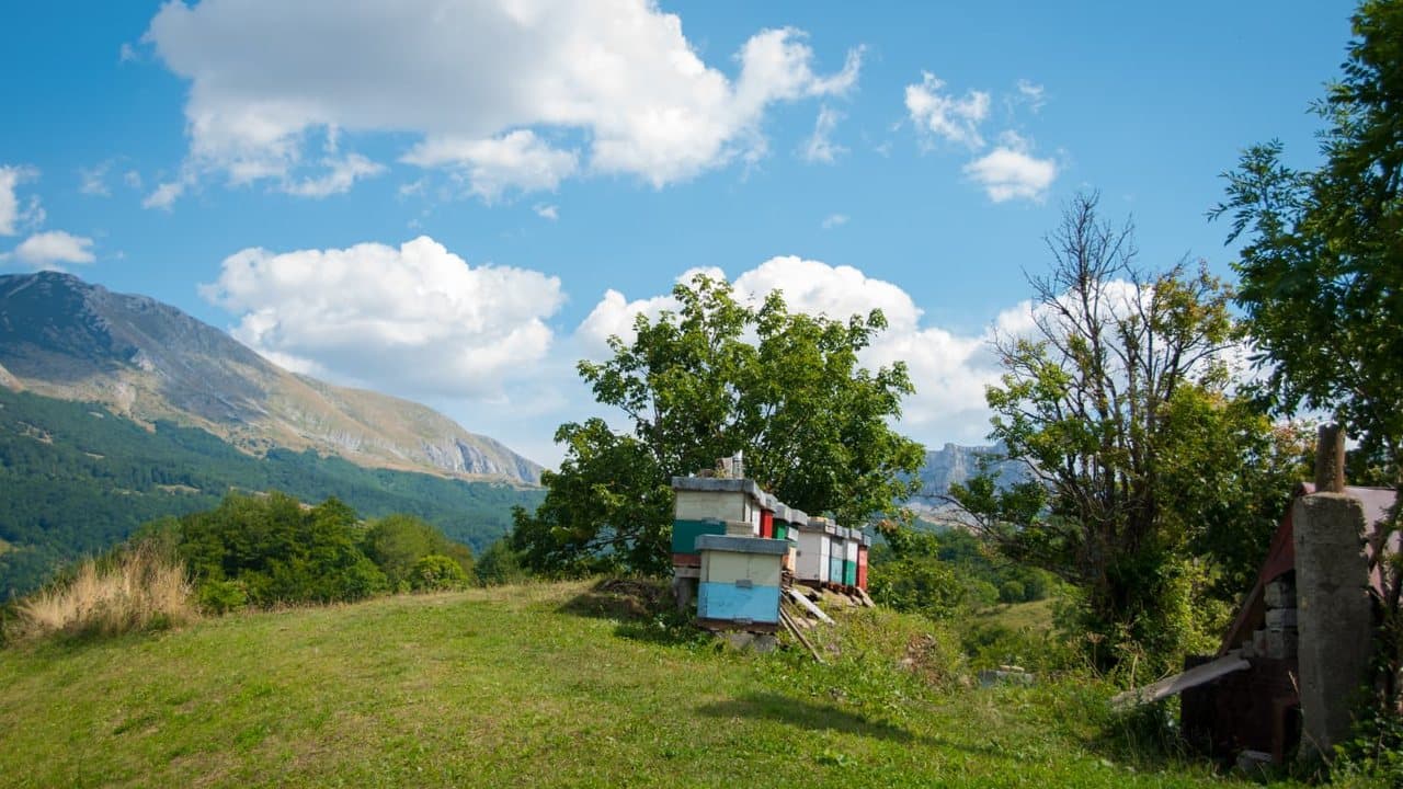 Košnice pod drvetom, Izgori
