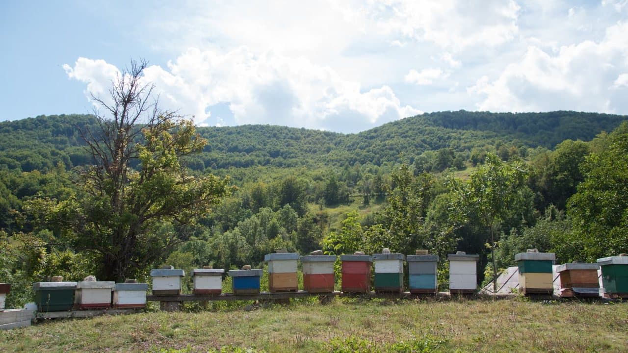 Dugi niz košnica uz šumu, Izgori