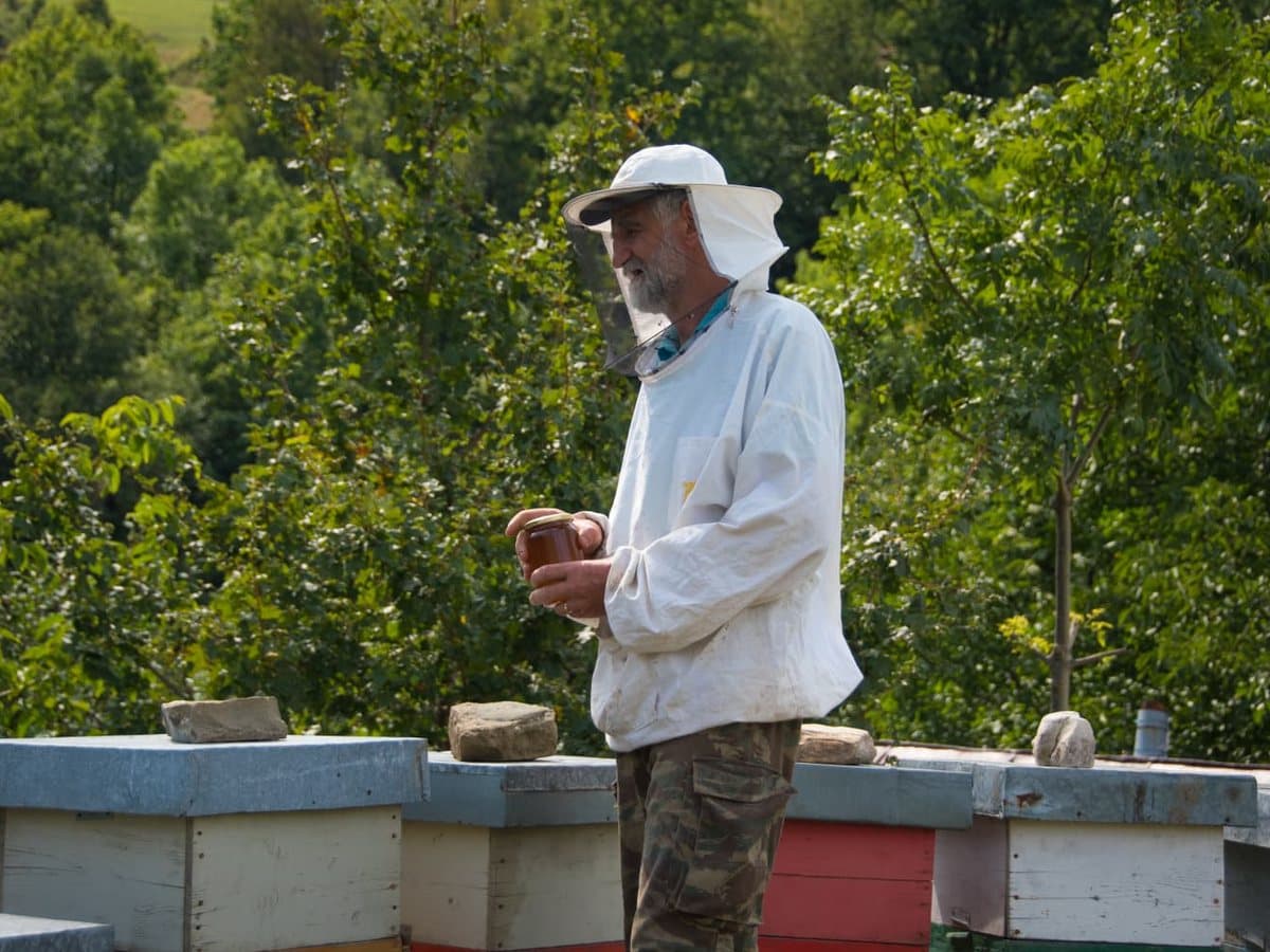Photo from the apiary, Izgori 101