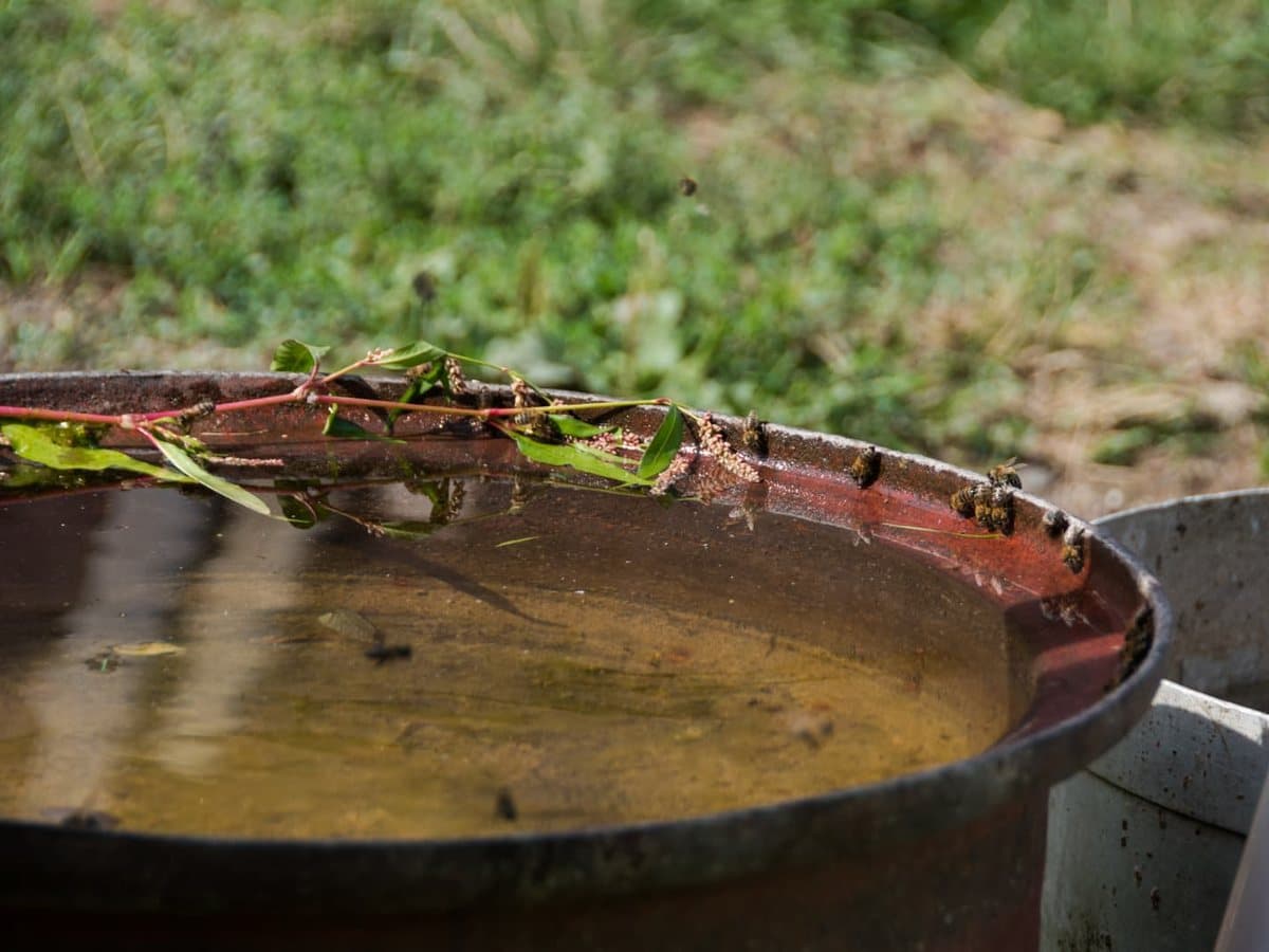 Photo from the apiary, Izgori 102