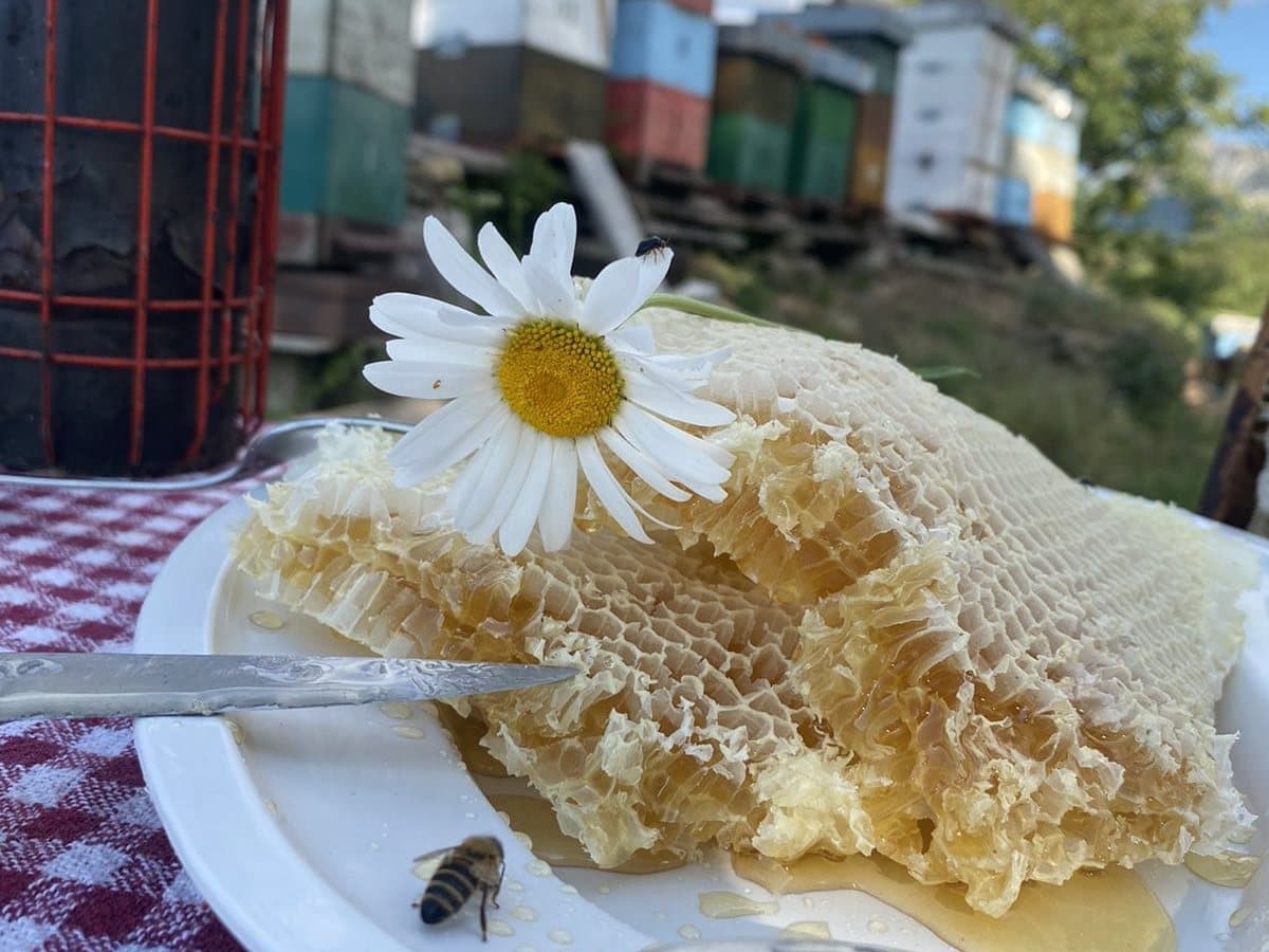 Fotografija sa pčelinjaka, Izgori 103