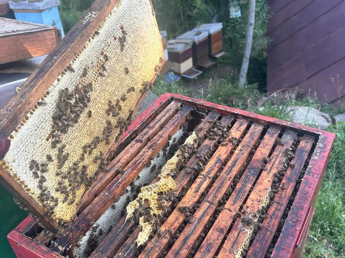 Photo from the apiary, Izgori 107