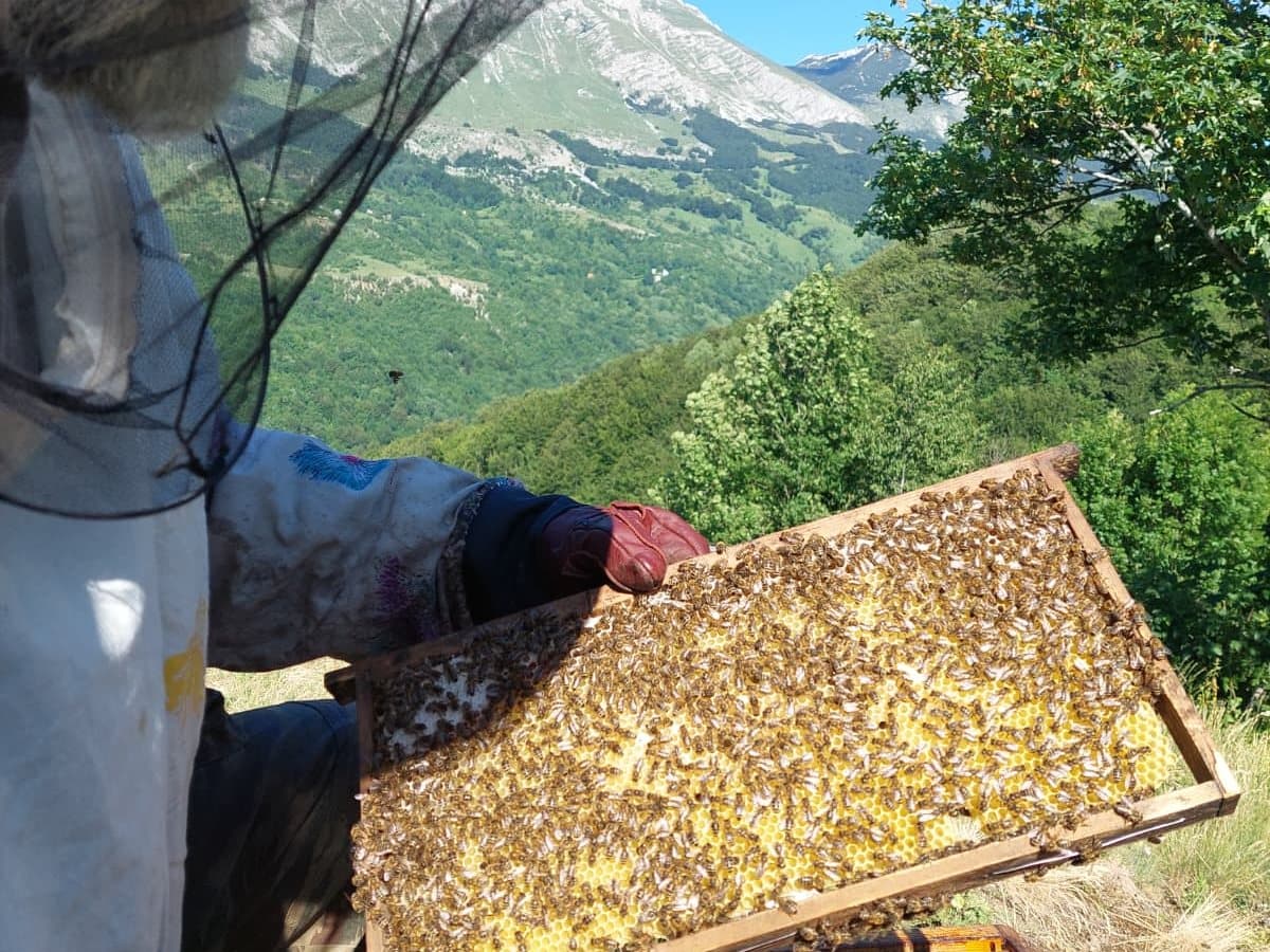 Fotografija sa pčelinjaka, Izgori 109