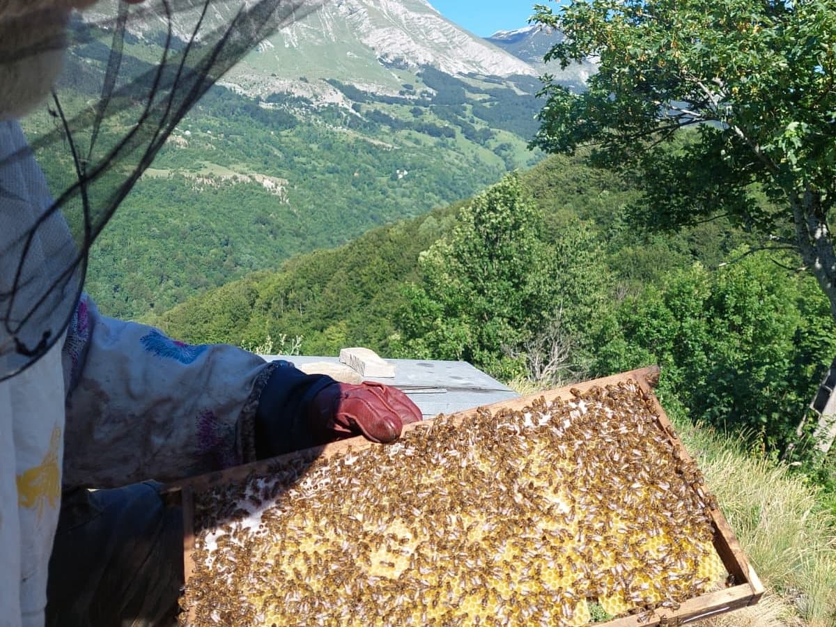 Fotografija sa pčelinjaka, Izgori 111