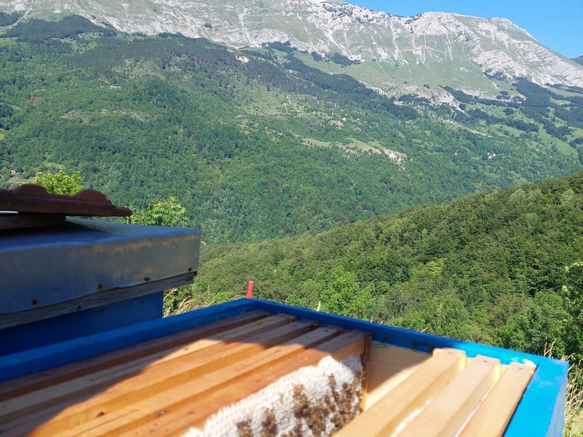 Fotografija sa pčelinjaka, Izgori 112