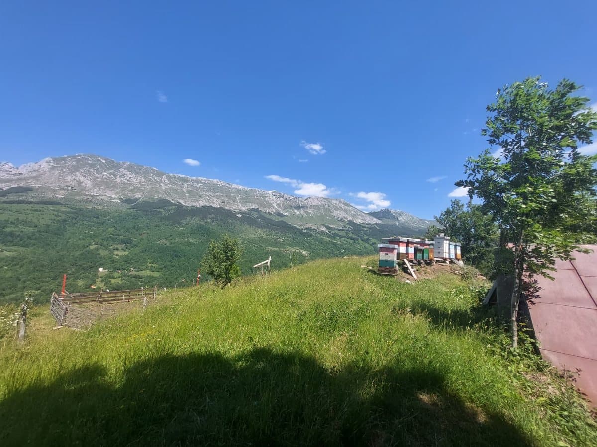 Fotografija sa pčelinjaka, Izgori 113