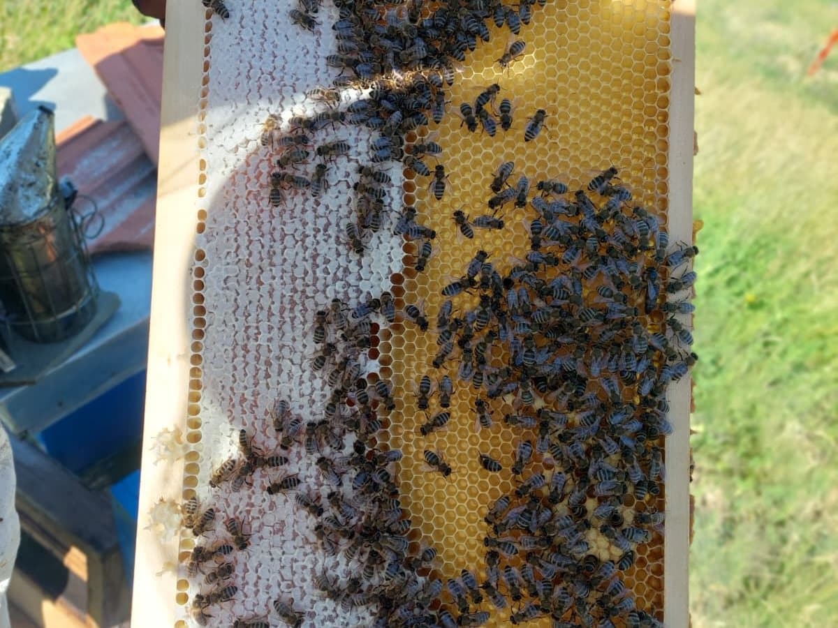 Fotografija sa pčelinjaka, Izgori 114
