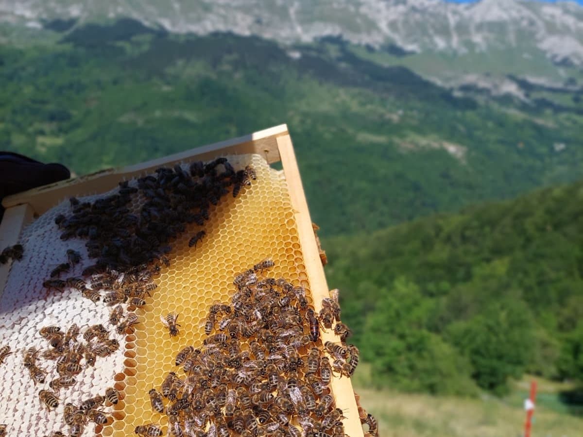 Fotografija sa pčelinjaka, Izgori 115