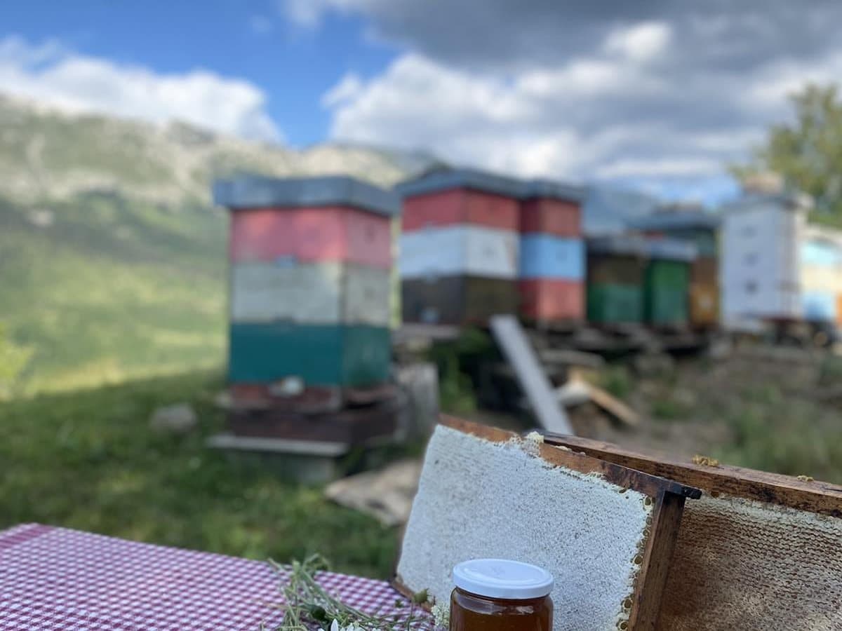Photo from the apiary, Izgori 118