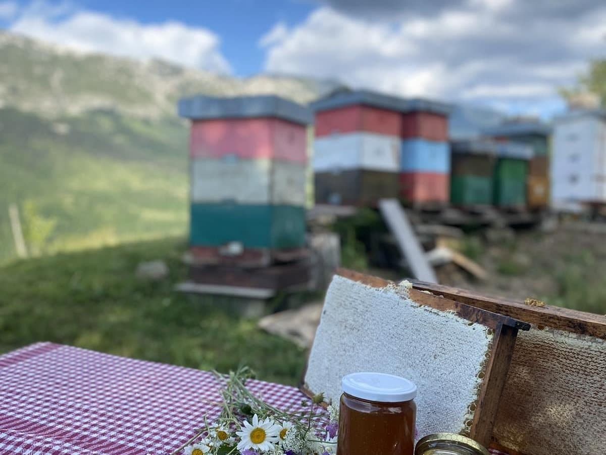 Photo from the apiary, Izgori 120