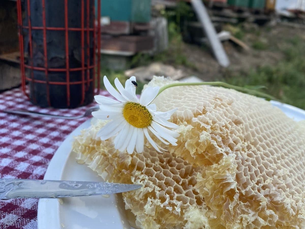 Photo from the apiary, Izgori 124