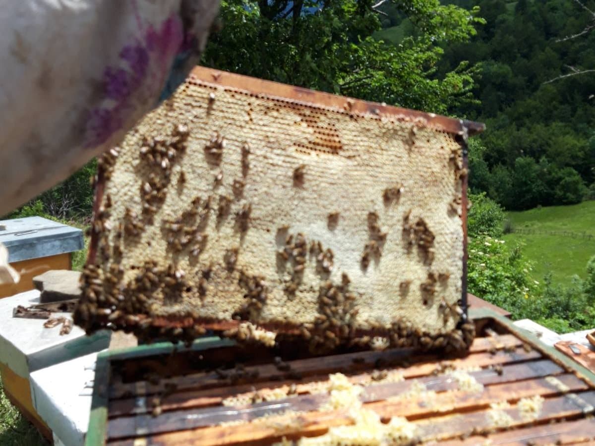 Photo from the apiary, Izgori 128