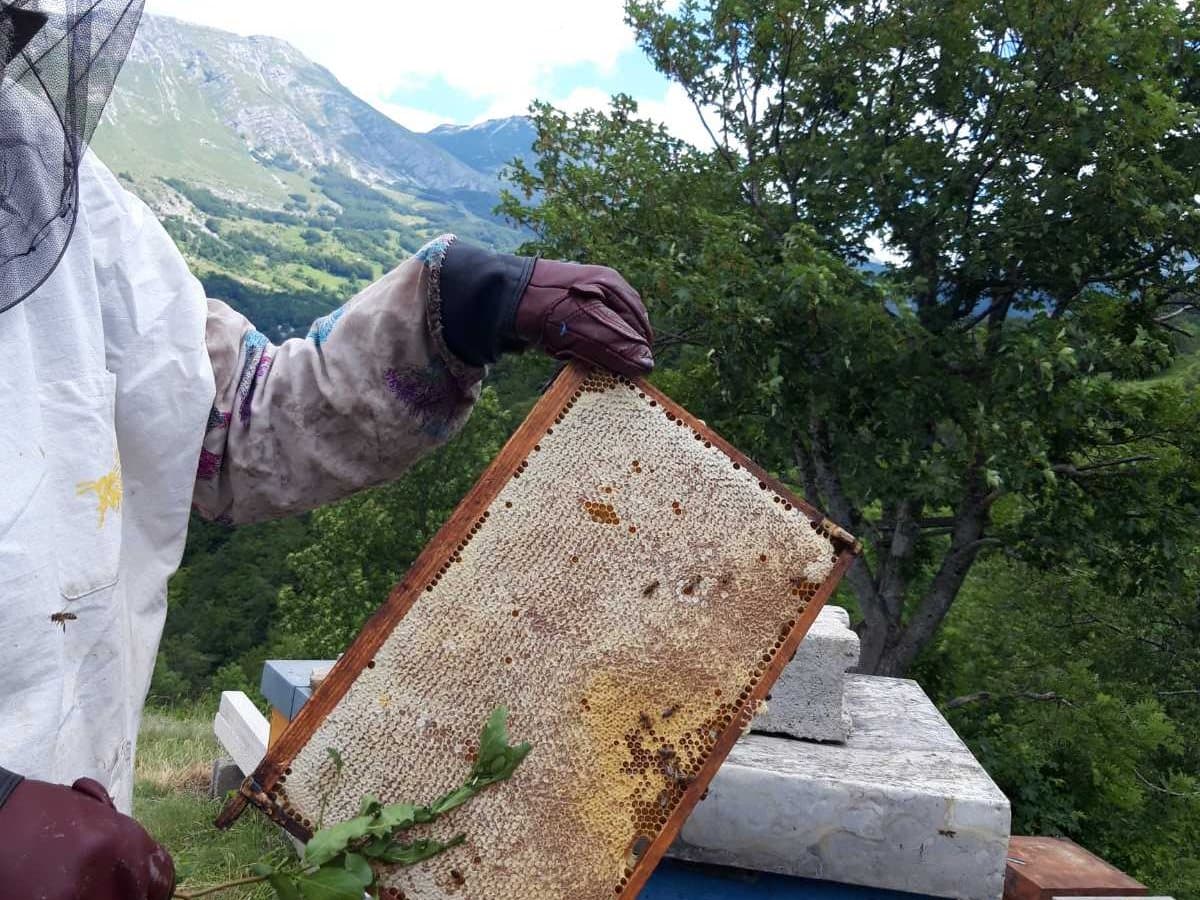 Photo from the apiary, Izgori 132