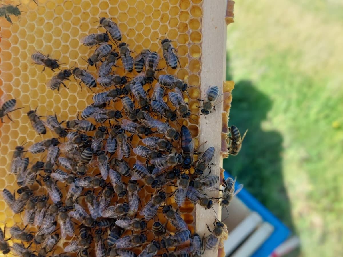 Photo from the apiary, Izgori 134