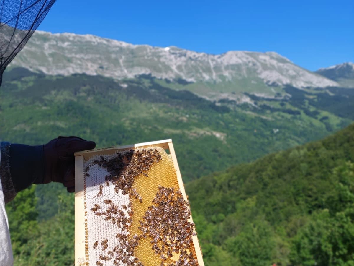 Photo from the apiary, Izgori 140