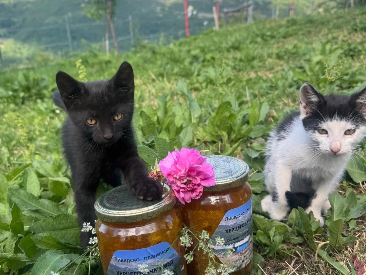 Fotografija sa pčelinjaka, Izgori 17
