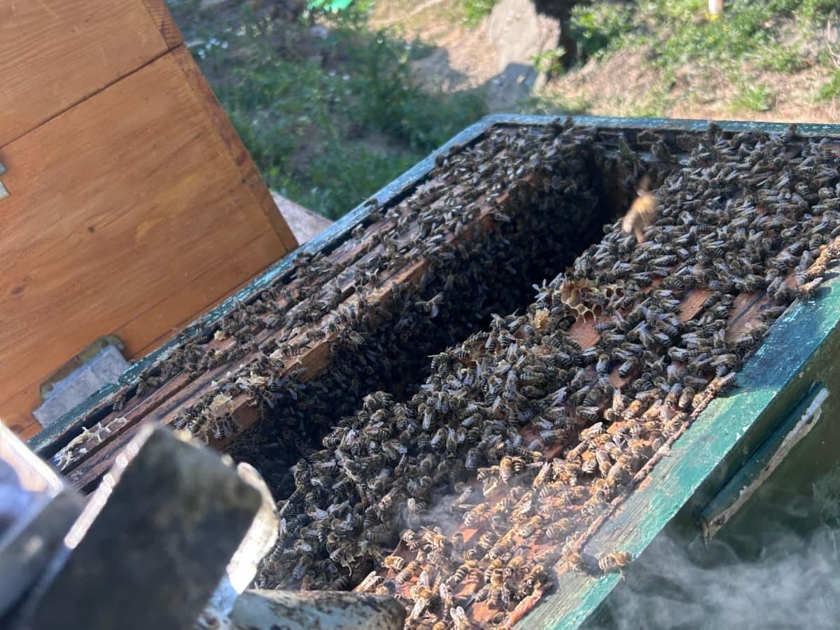 Photo from the apiary, Izgori 22