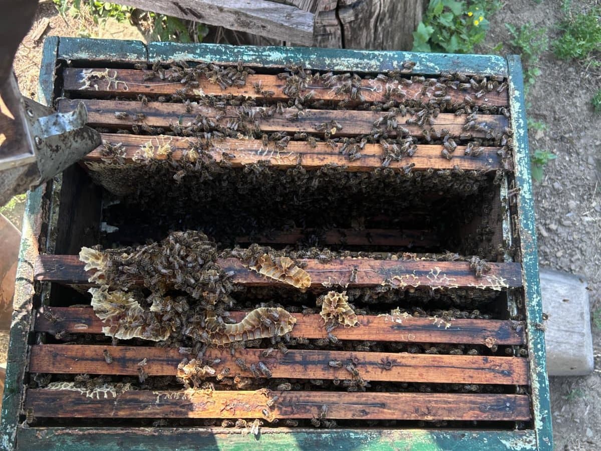 Photo from the apiary, Izgori 24