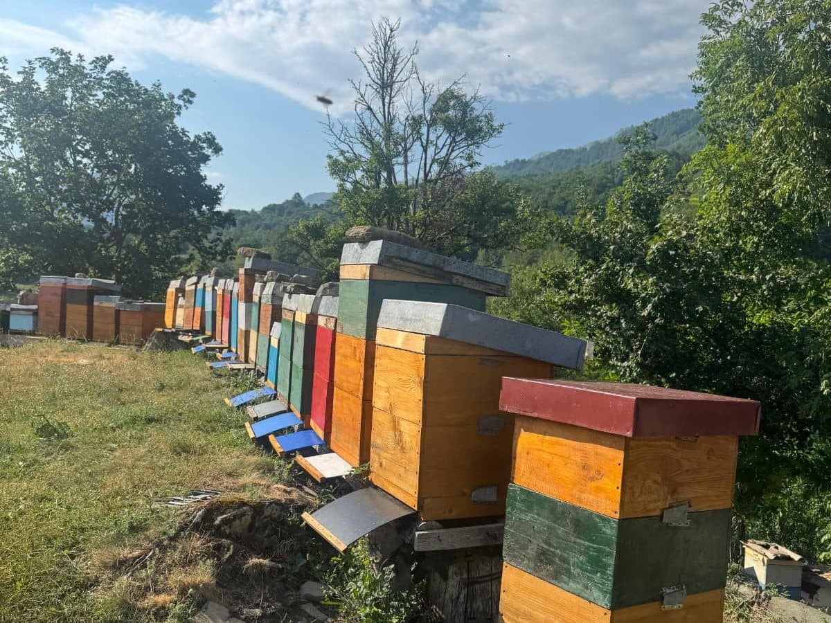 Photo from the apiary, Izgori 27