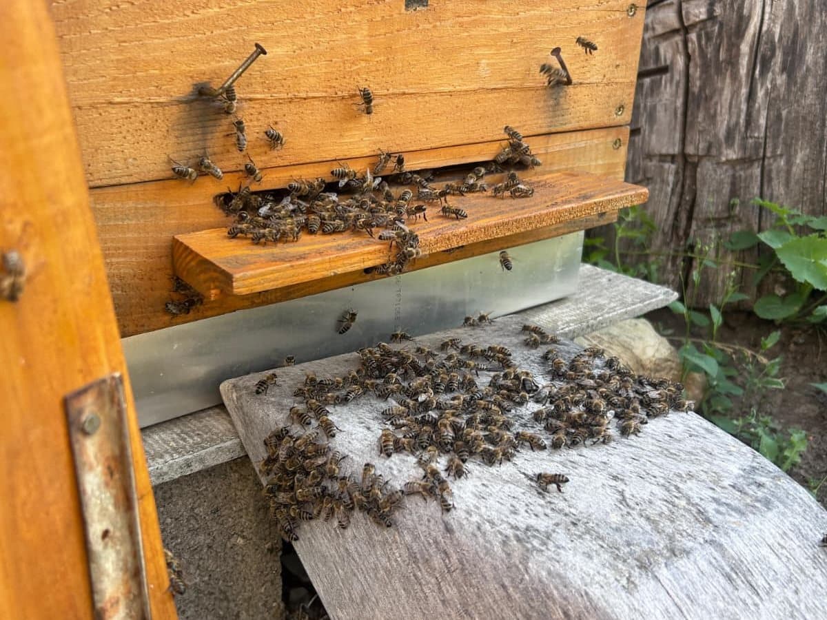 Photo from the apiary, Izgori 28