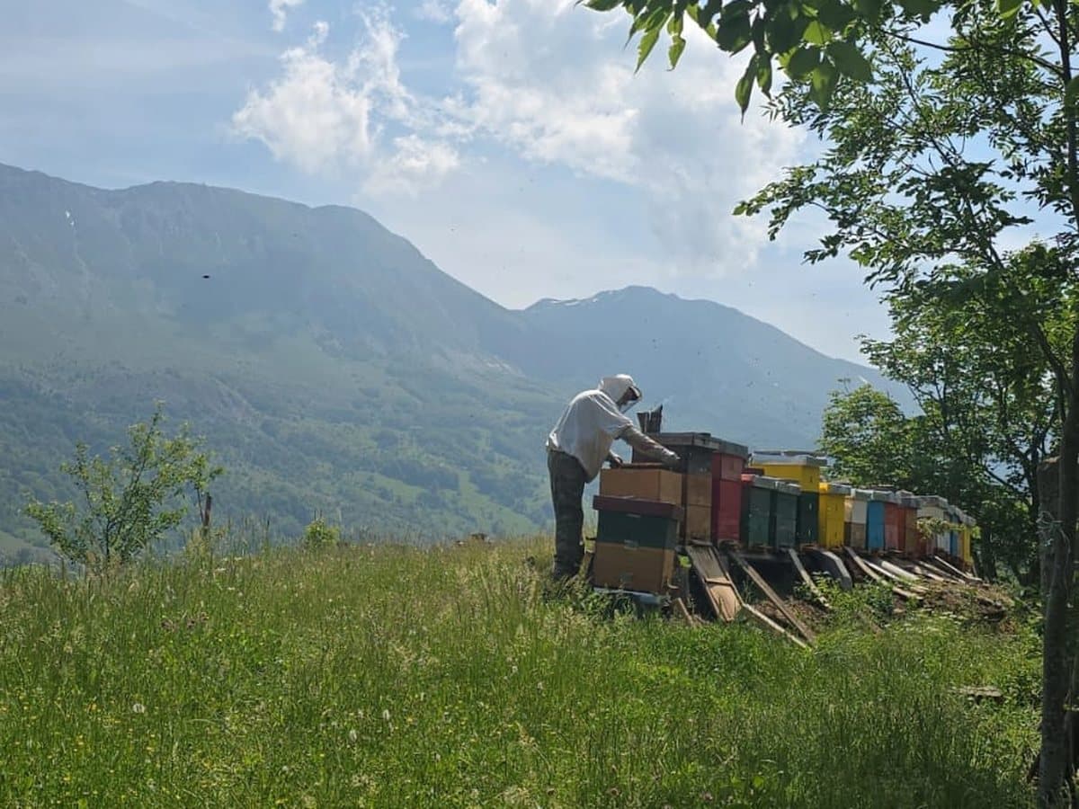 Fotografija sa pčelinjaka, Izgori 3