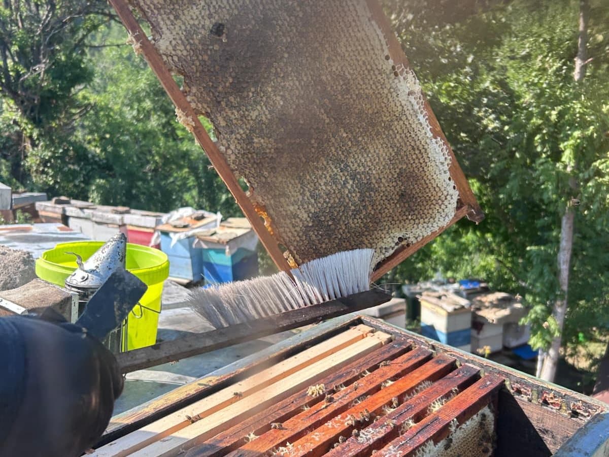 Photo from the apiary, Izgori 33