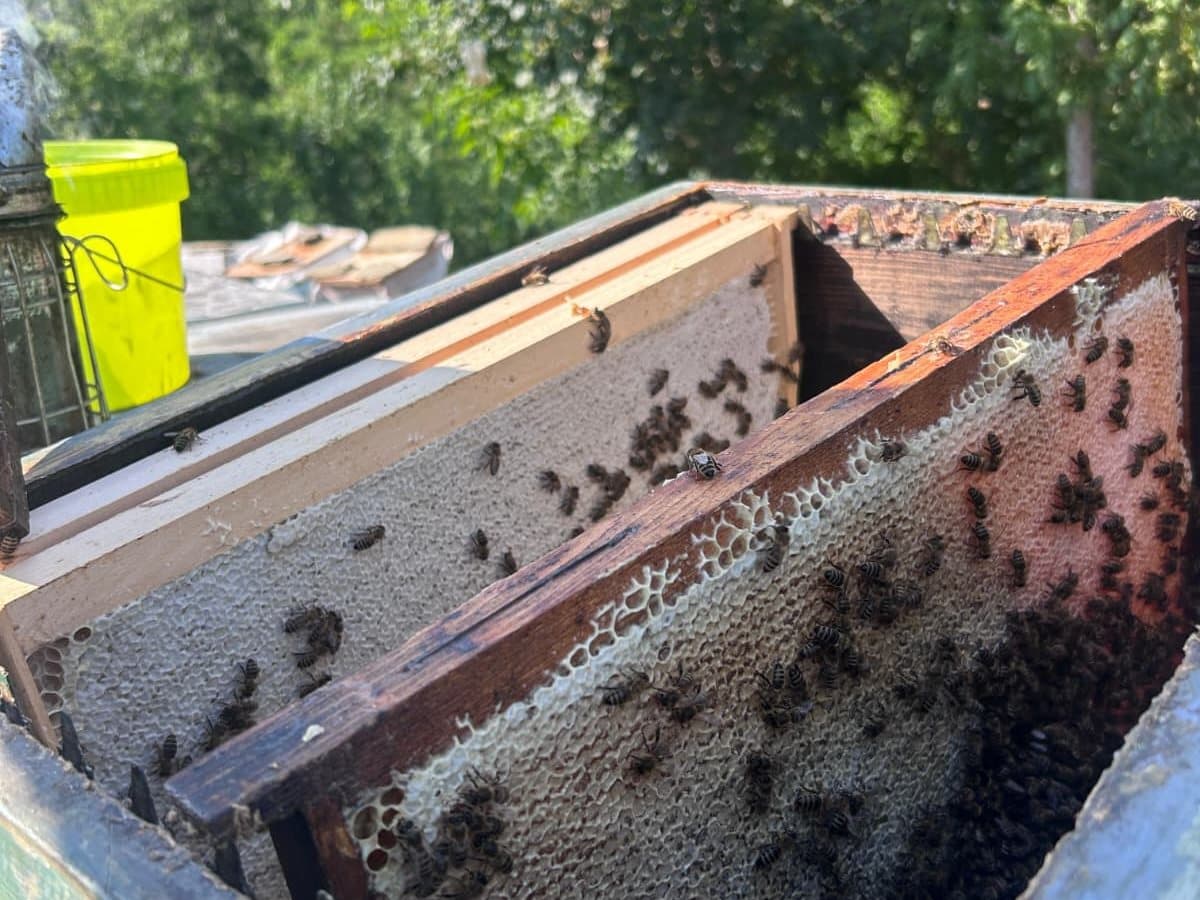 Photo from the apiary, Izgori 34