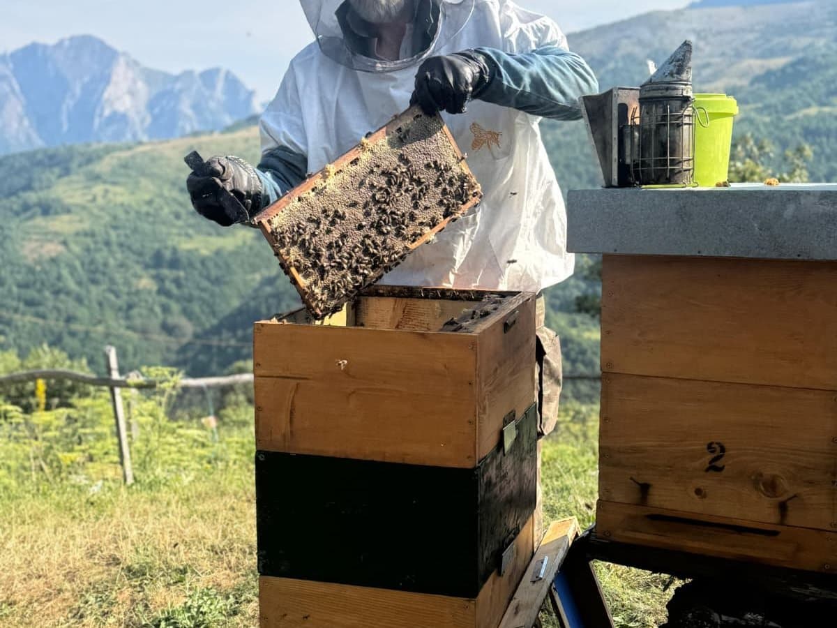 Photo from the apiary, Izgori 37