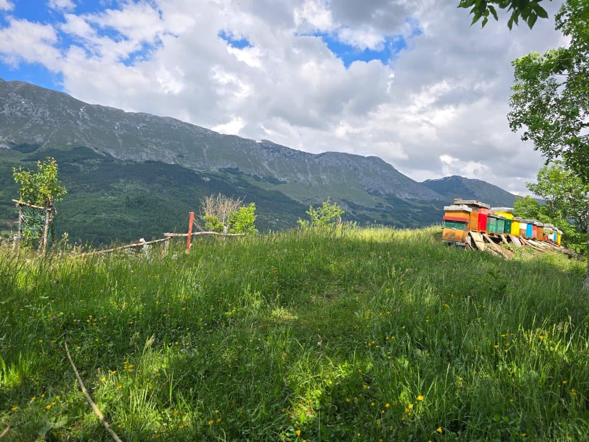 Fotografija sa pčelinjaka, Izgori 4