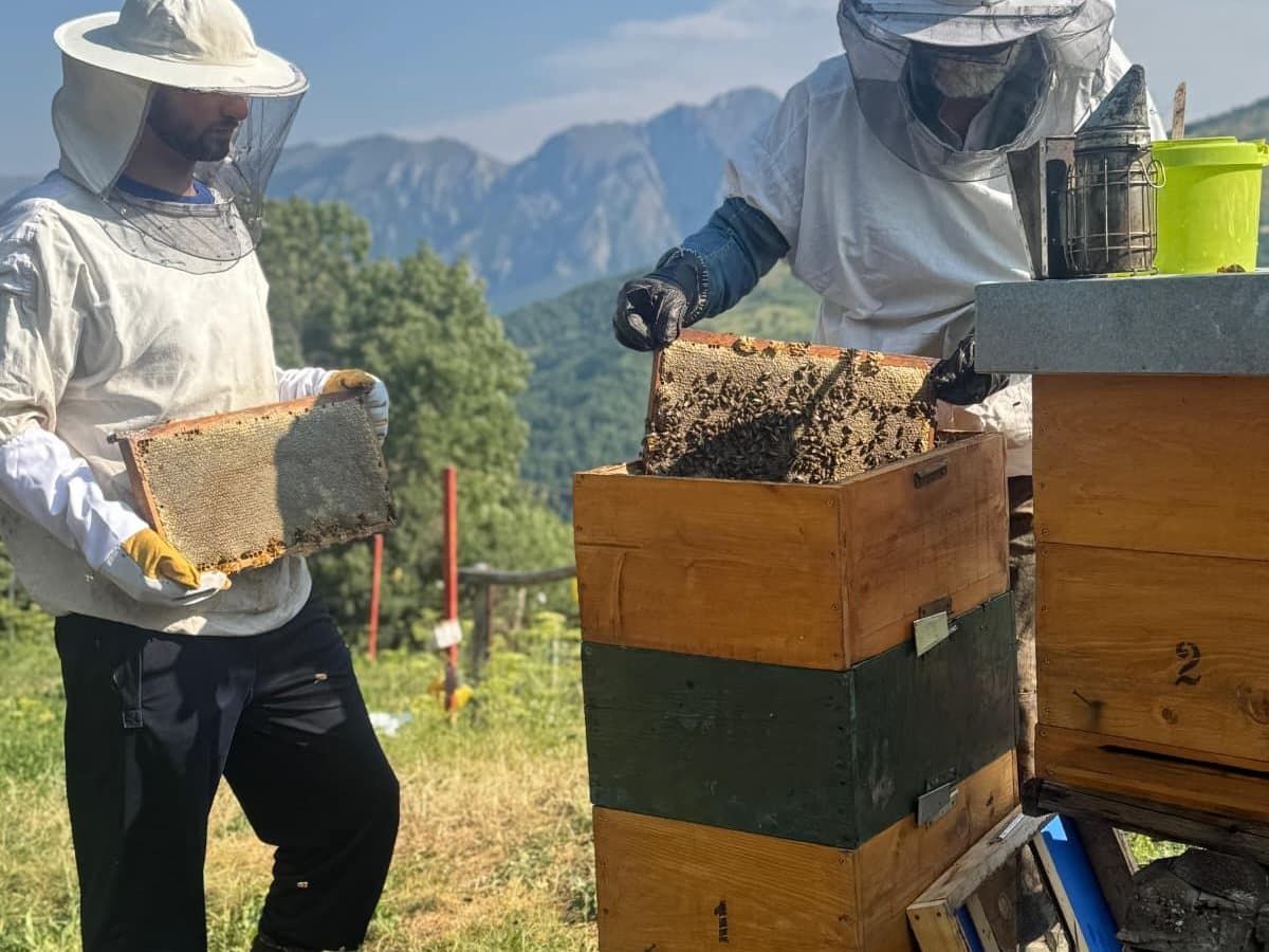 Photo from the apiary, Izgori 40