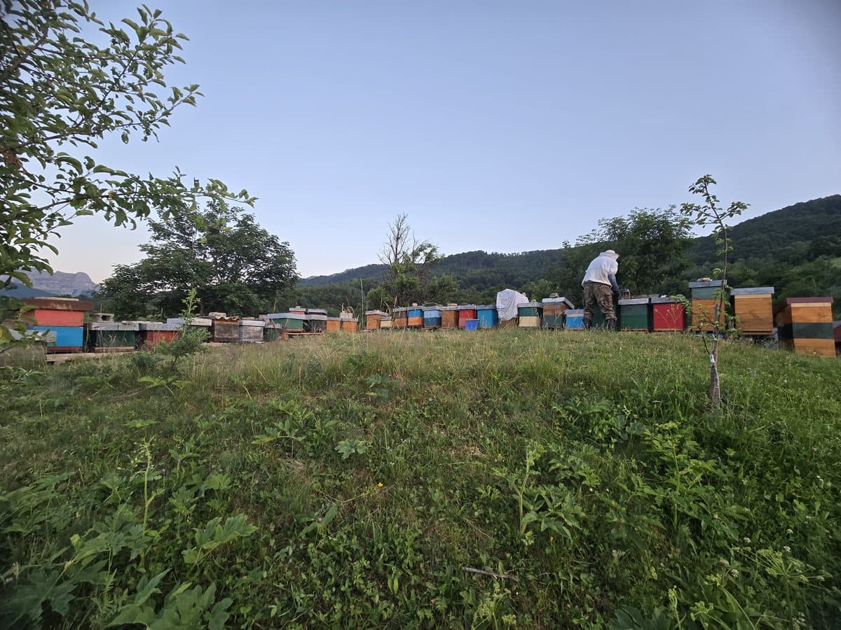 Fotografija sa pčelinjaka, Izgori 40
