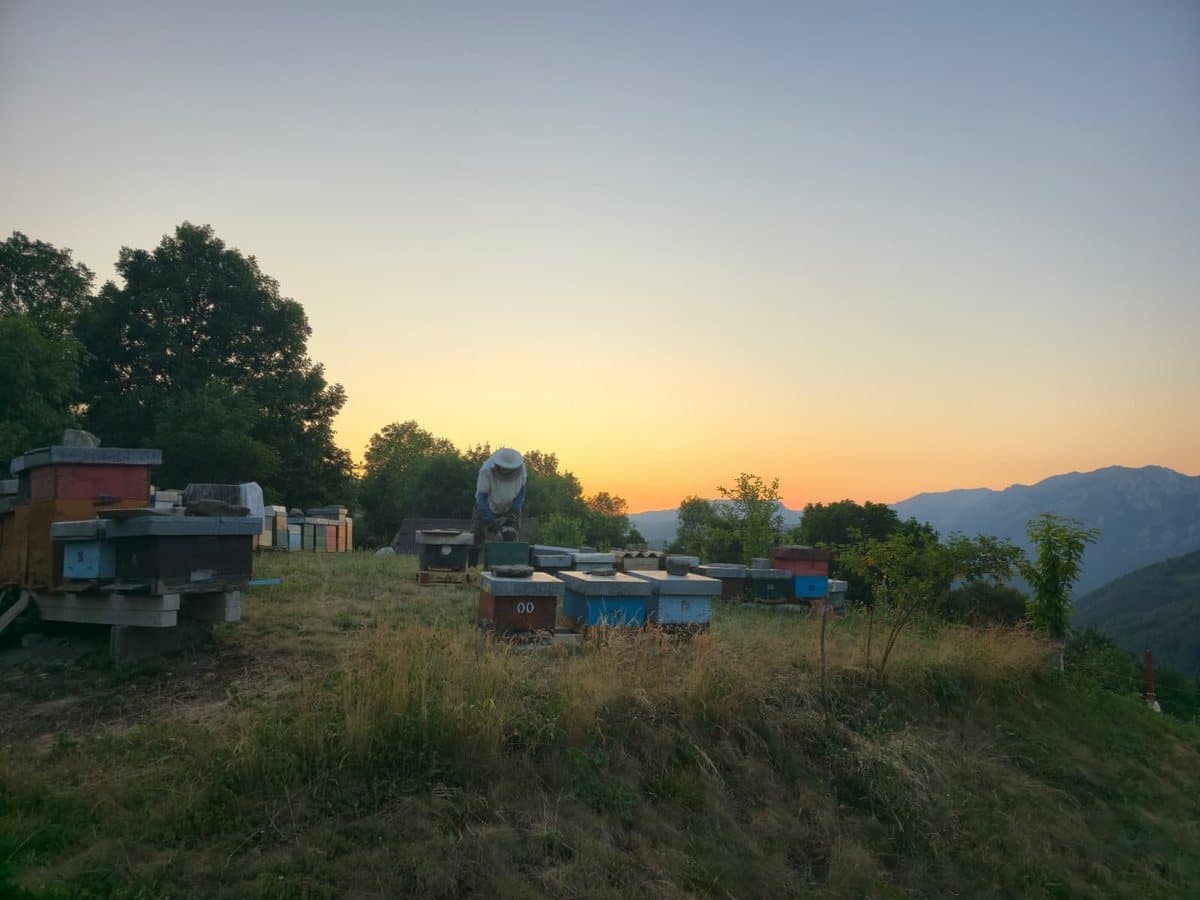 Fotografija sa pčelinjaka, Izgori 42