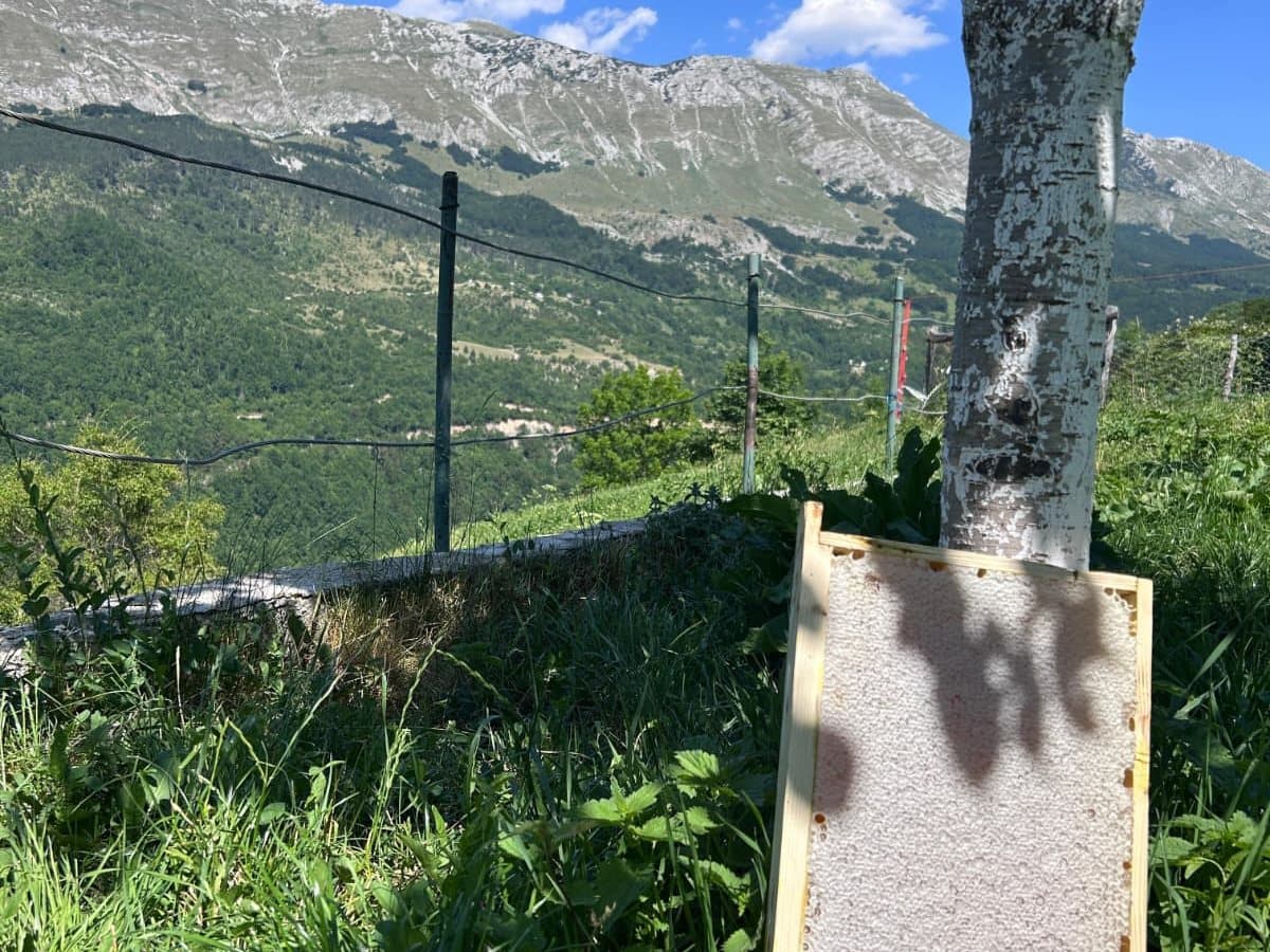 Fotografija sa pčelinjaka, Izgori 43
