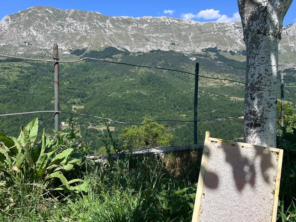 Fotografija sa pčelinjaka, Izgori 44