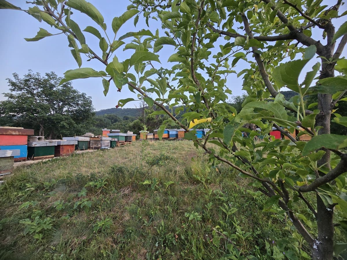 Photo from the apiary, Izgori 45
