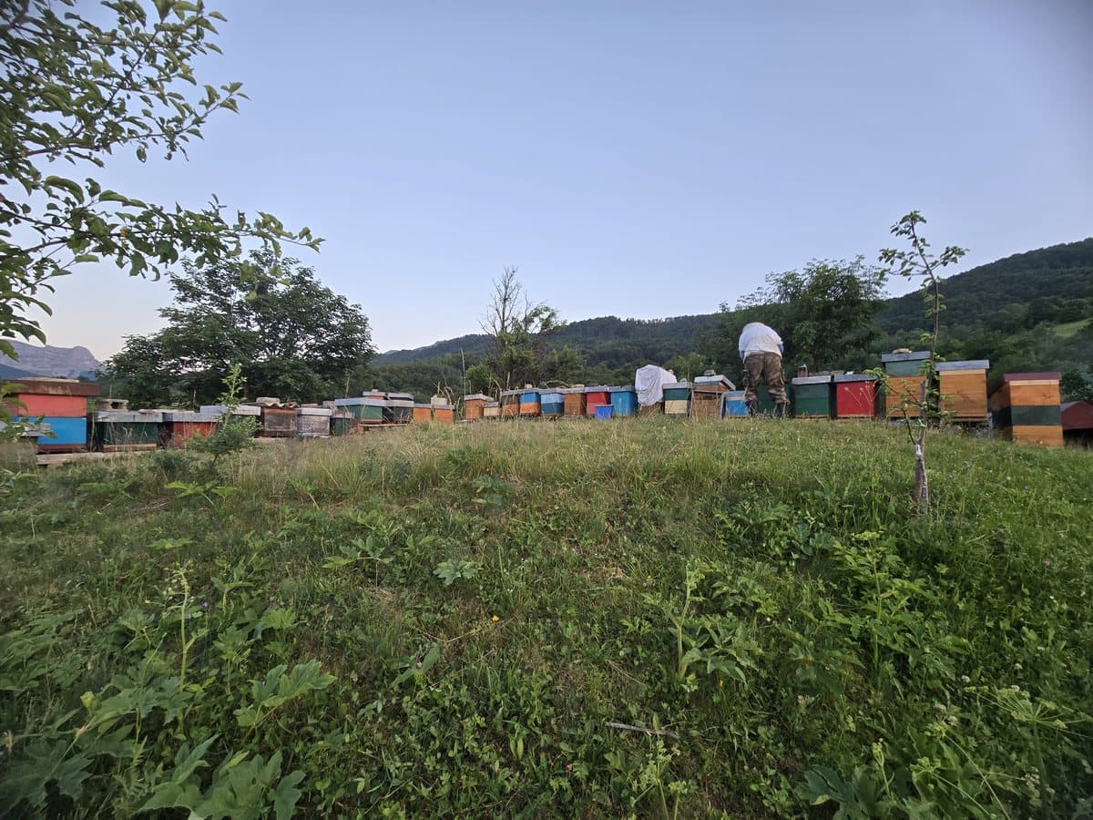Photo from the apiary, Izgori 46