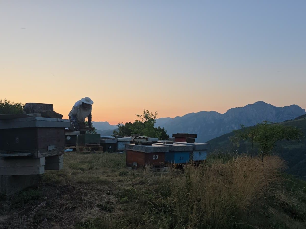 Photo from the apiary, Izgori 48