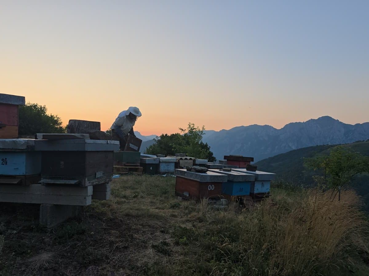 Photo from the apiary, Izgori 51