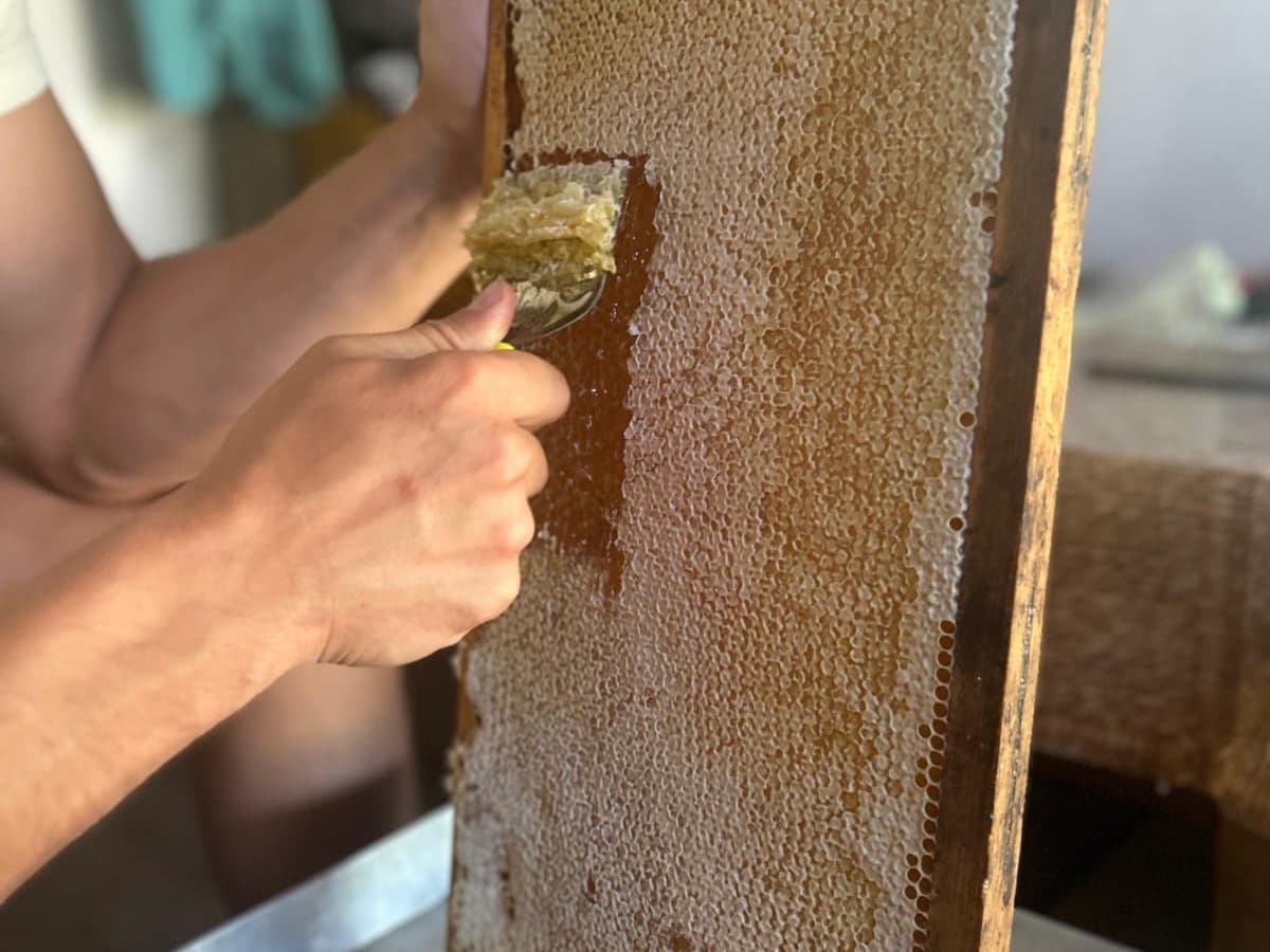 Photo from the apiary, Izgori 52