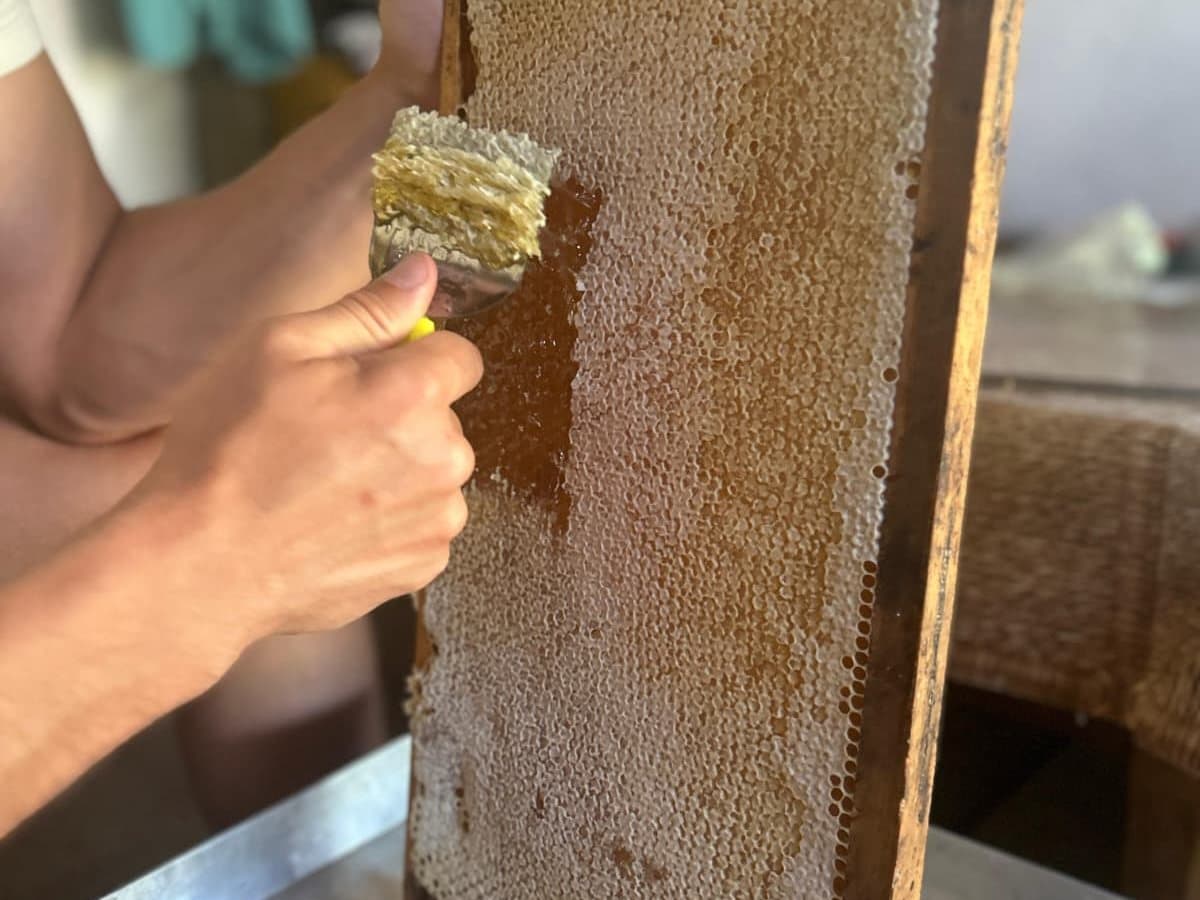 Photo from the apiary, Izgori 55