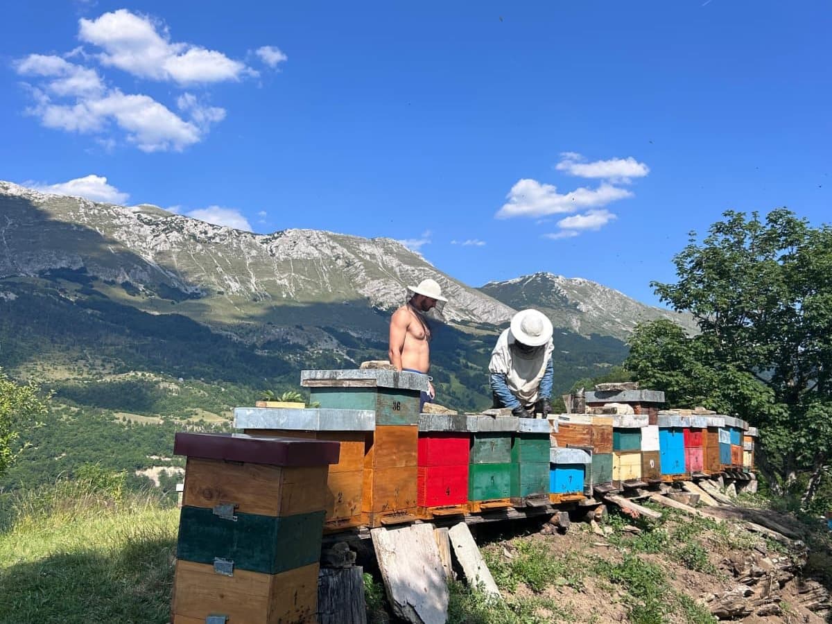 Fotografija sa pčelinjaka, Izgori 59