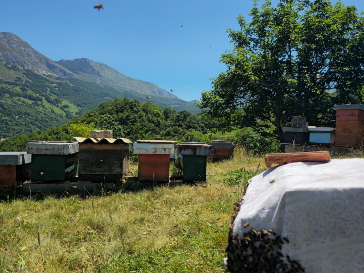 Fotografija sa pčelinjaka, Izgori 60