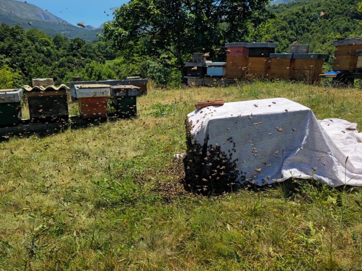 Fotografija sa pčelinjaka, Izgori 62