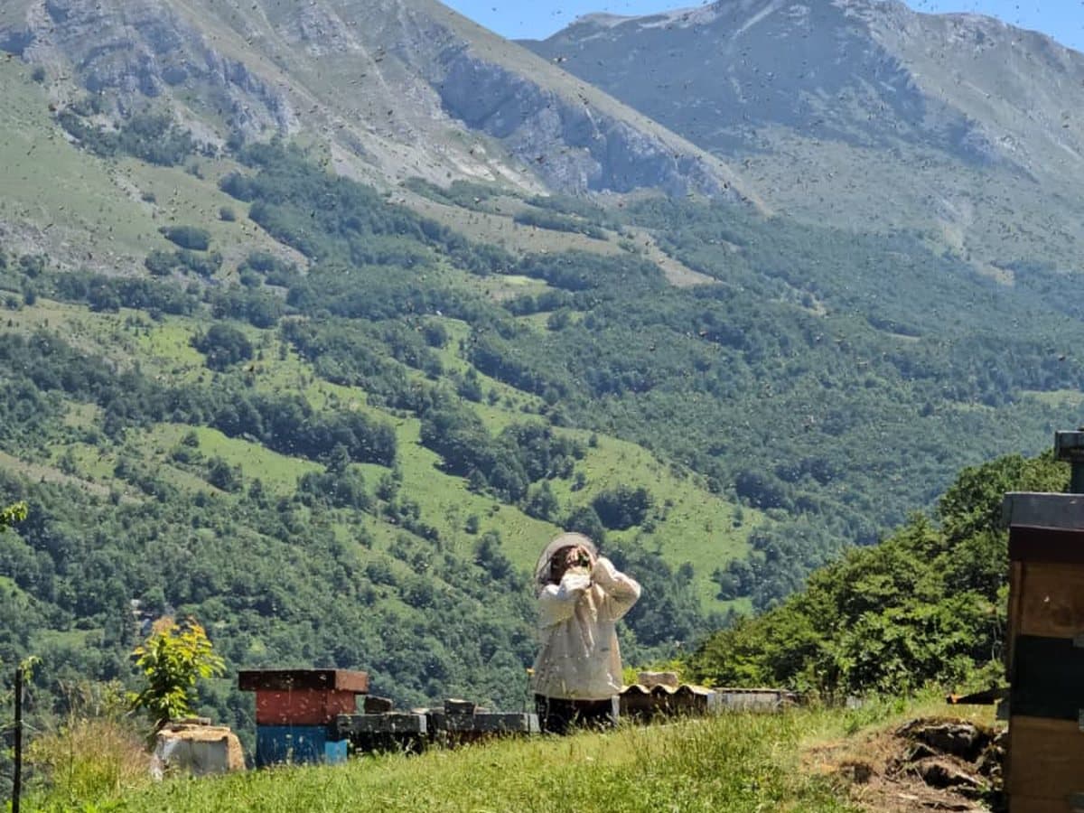 Fotografija sa pčelinjaka, Izgori 65
