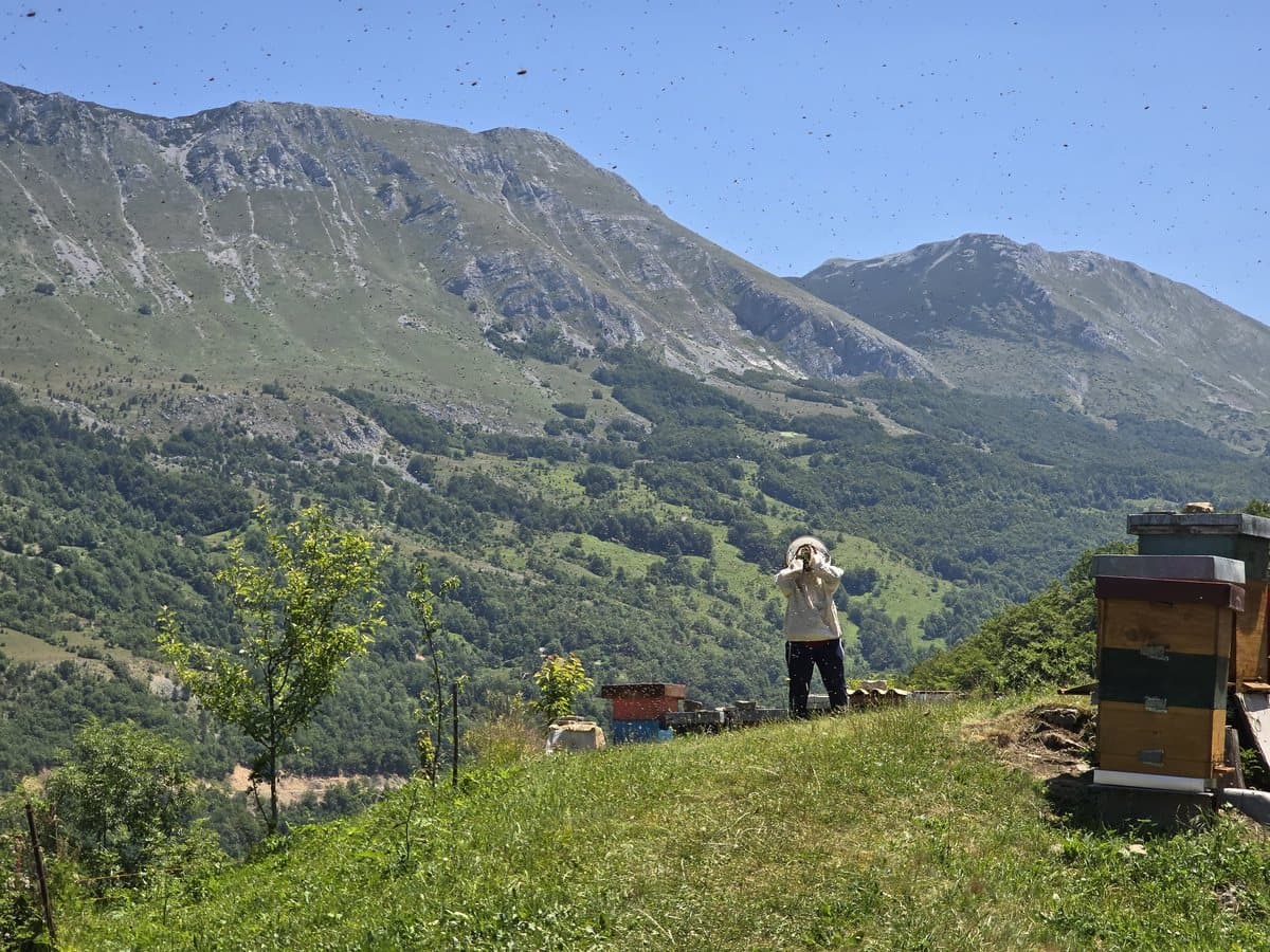 Fotografija sa pčelinjaka, Izgori 66